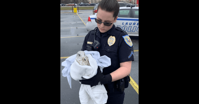 Maryland driver lured seagulls to parking lot with popcorn and ran them over killing at least 10, say police