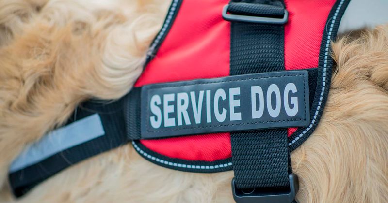 Alaska man who was caught 'engaging in sexual conduct' with his service dog charged with animal cruelty