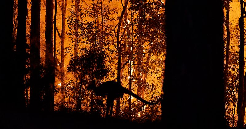 Australia's bushfires have killed over 1 billion animals with numerous species facing extinction, say experts