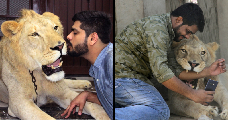 'He loves to cuddle': A day in the lives of two Pakistani brothers raising an African lion named Simba as a pet