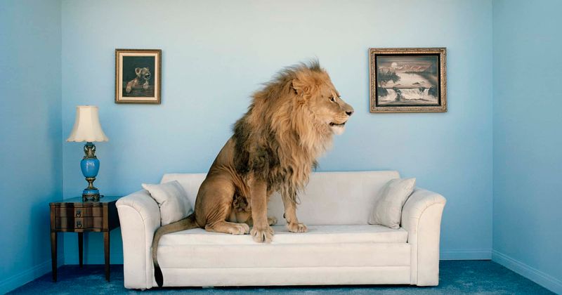 'He loves to cuddle': A day in the lives of two Pakistani brothers raising an African lion named Simba as a pet