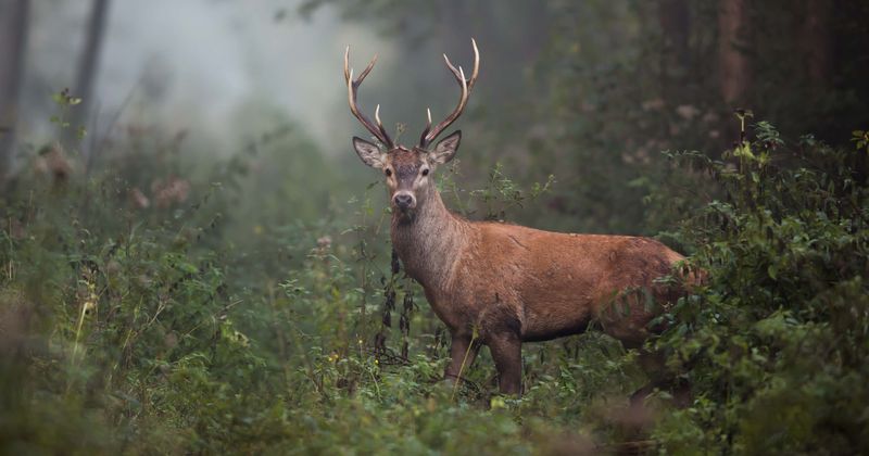 Pennsylvania teens who ripped off deer's antlers and skinned it in disturbing video hit with criminal charges