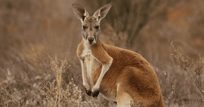 Kangaroo left with horrific injuries after being shot through leg by an arrow in 'sick and cruel' act