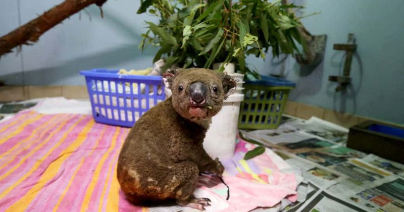 Aussie sex toy company sells 'patriotic' dildo with koala imprint at base, profits to go toward bushfire crisis