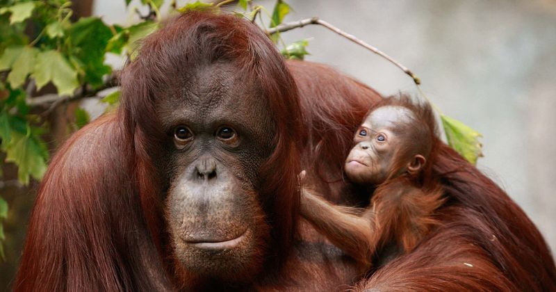 Orangutan plants kiss on breastfeeding mother outside her zoo enclosure in heartwarming video