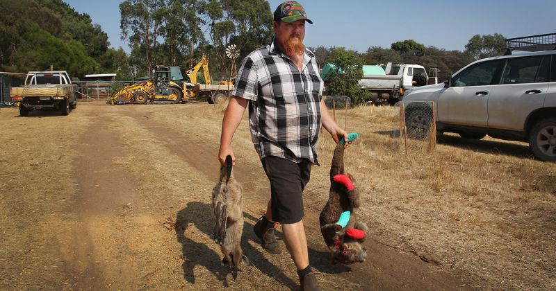 Australia bushfire: One 'can't walk 10 meters' without coming across an animal carcass, says animal charity