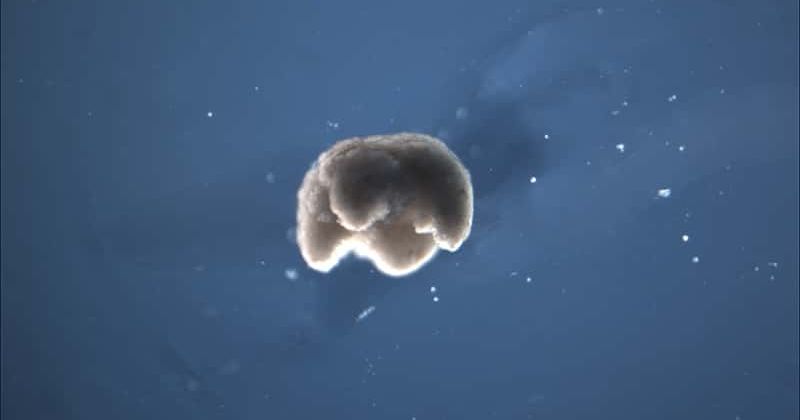 Scientists create the first 'living robots' that can survive for a week and heal themselves