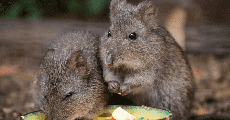 Adorable potoroo on the brink of extinction as Australian bushfires destroy 6 million hectares of its habitat