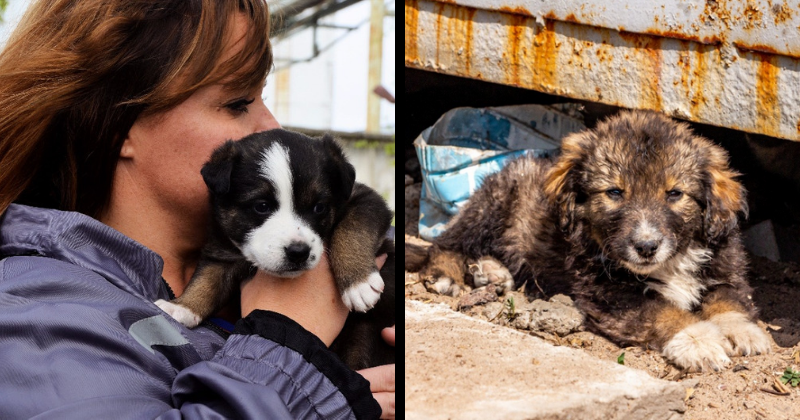 The dogs of Chernobyl? The real story behind the stray canines who call the radioactive zone home