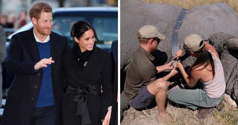 Meghan and Harry share never-seen-before picture of them tending to a bull elephant in Botswana