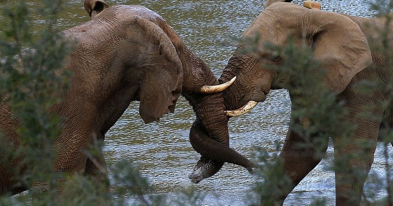 Rhino poacher trampled to death by elephants and eaten by lions after illegally entering reserve