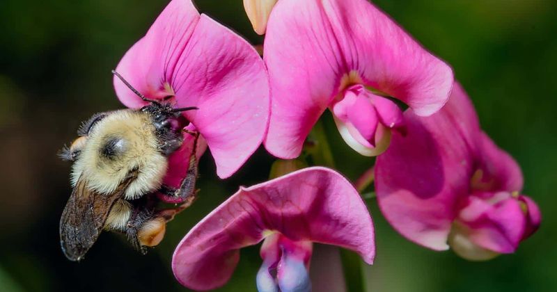 A warming planet is pushing bumblebees to extinction in North America and Europe, claims study