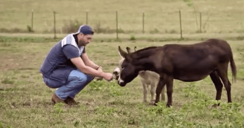 'Very Cavallari': Jay Cutler's newfound love for donkeys and pathetic ax-throwing skills have fans adoring him