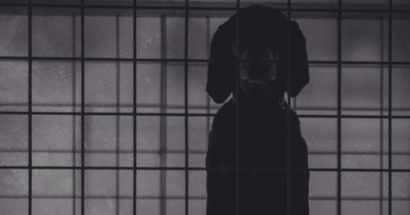 Couple adopted dog from shelter, beat it to death with scaffolding rod before cooking and eating it: Police