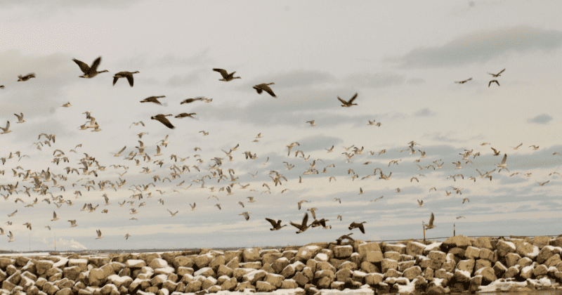 US businesses may go scot-free for accidental bird deaths under proposed rule putting bird population at risk