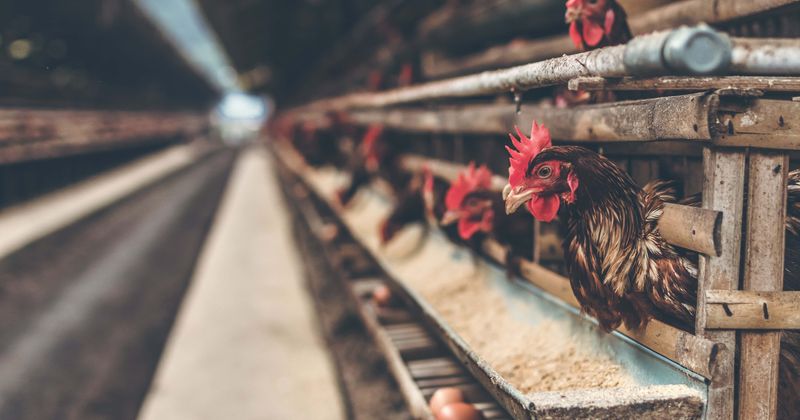 China braces for double hit as bird flu outbreaks reported in Shuangqing and Sichuan provinces