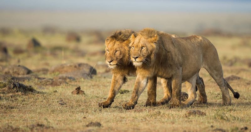 Lions maul 21-year-old game reserve worker to her death after she entered their enclosure for her daily duties
