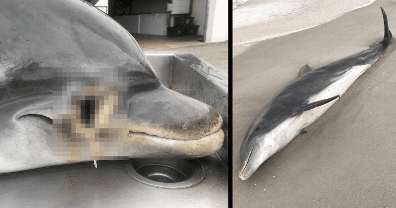 Two dolphins found shot, stabbed and killed off Florida coast, authorities offer $20,000 reward for information