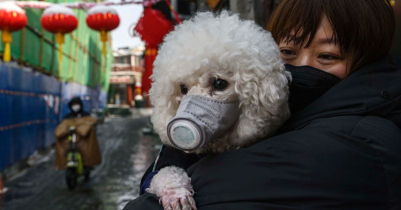 Coronavirus: Chinese officers filmed beating stray dogs to death as fear of the disease continues to spread