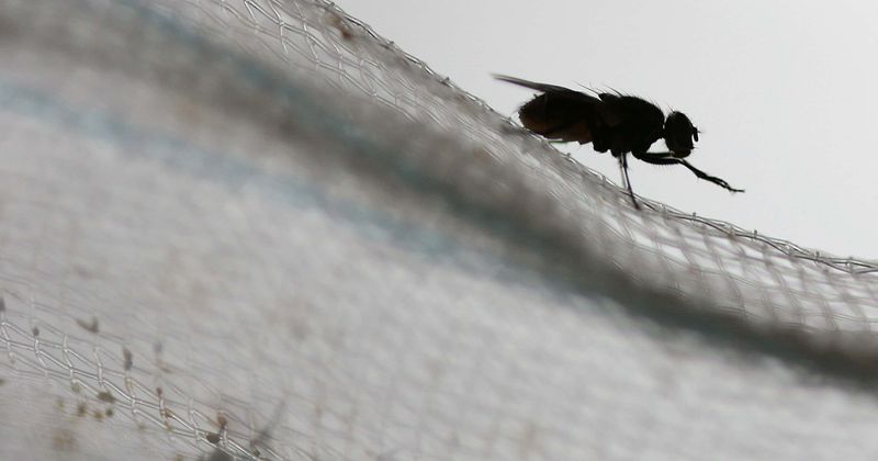 Boy swallows two houseflies that bothered him during live interview, bizarre video goes viral