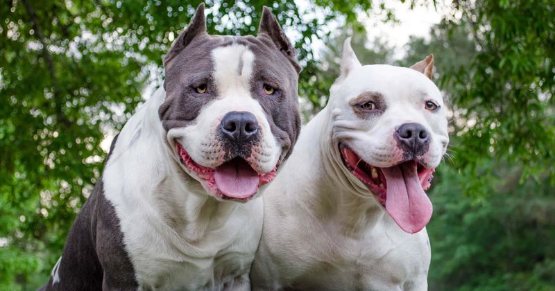 You can now own pit bulls in Denver as city ends its 30-year-old ban on 'umbrella breed'