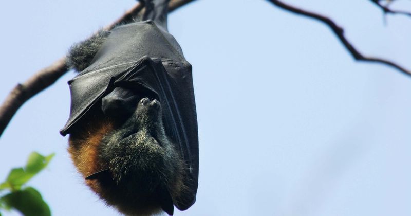 Coronavirus: Bat roast dishes continue to fly off shelves in exotic markets despite link with deadly disease