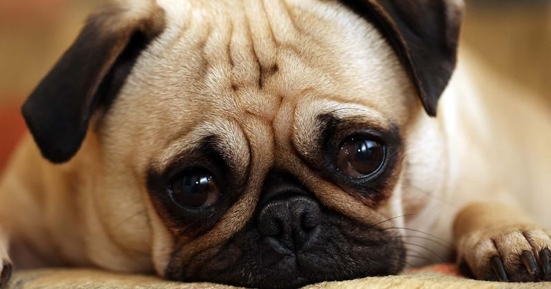 Two pugs 'cooked to death' after owners left them in a scorching tent for eight hours as temperature hit 93F