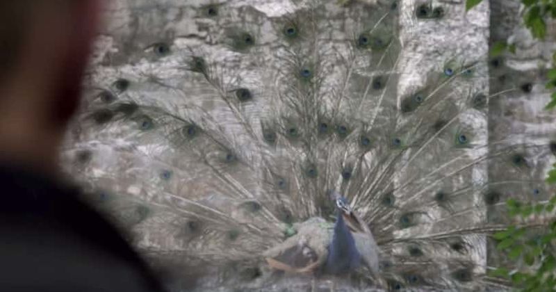 'Manifest' Season 2: The peacock, star and other symbols that dot the show and what they mean