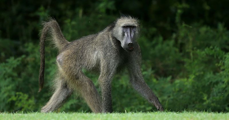 Baboon on his way to vasectomy escapes with two female companions before procedure