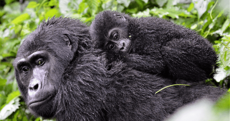 Coronavirus: Endangered mountain gorillas at risk as African national parks rush to close borders