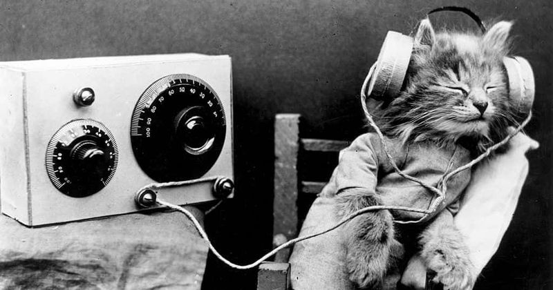 Pandemic Playlist: Perfect the art of sleeping like a cat with our dreamy mix of ambient, lazy and soothing music