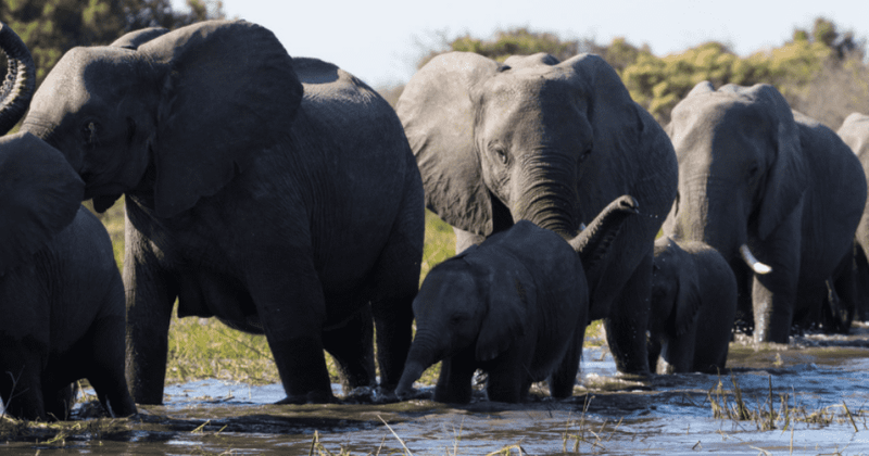 'Elephant': Release date, plot, cast, trailer and all you need to know about the Disney+ documentary
