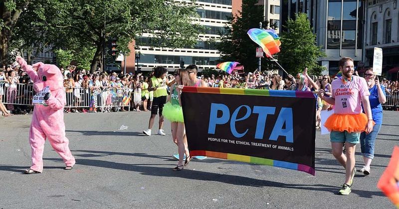 Coronavirus: PETA urges WHO to shut down live animal markets to prevent future pandemics
