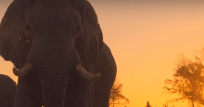 'Elephant' Preview: Jumbos take 1,600km journey across Kalahari as they face predators and resource shortages