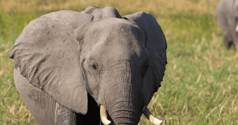 'Elephant' Review: A matriarch's wisdom navigates a connected family as tears and laughter play in viewers