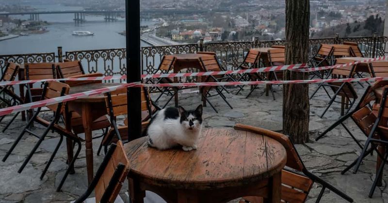 More cats getting adopted during coronavirus lockdown as they don't need to be walked as dogs
