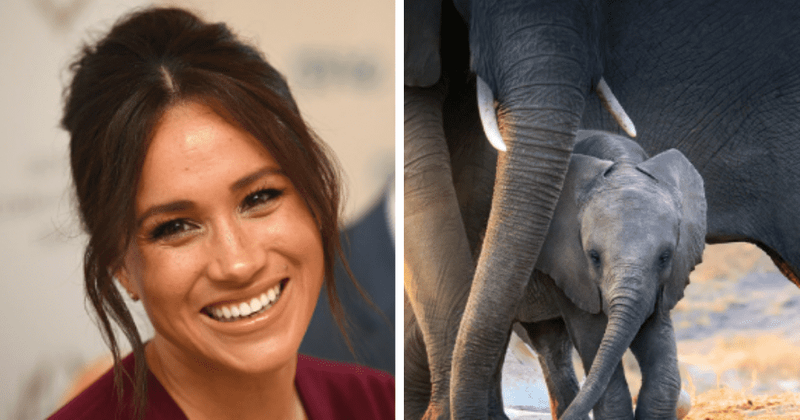 'Elephant': Meghan Markle's voiceover work impresses fans who think it is 'playful and adorable'