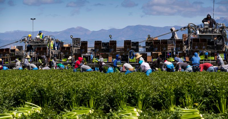 Coronavirus: As focus stays on urban areas, US farmers are struggling with harvests and food supply gets hit