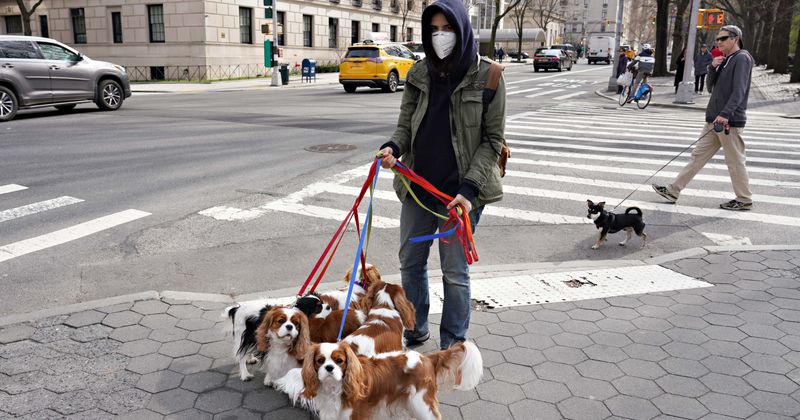 New York running out of dogs as foster care applications increase tenfold during coronavirus lockdown