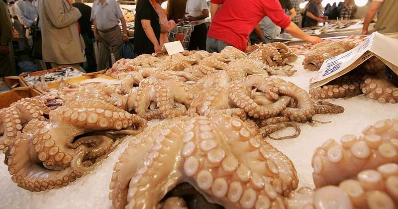 YouTuber slammed for eating live octopuses in ASMR Mukbang videos: 'She clearly loves torturing animals'