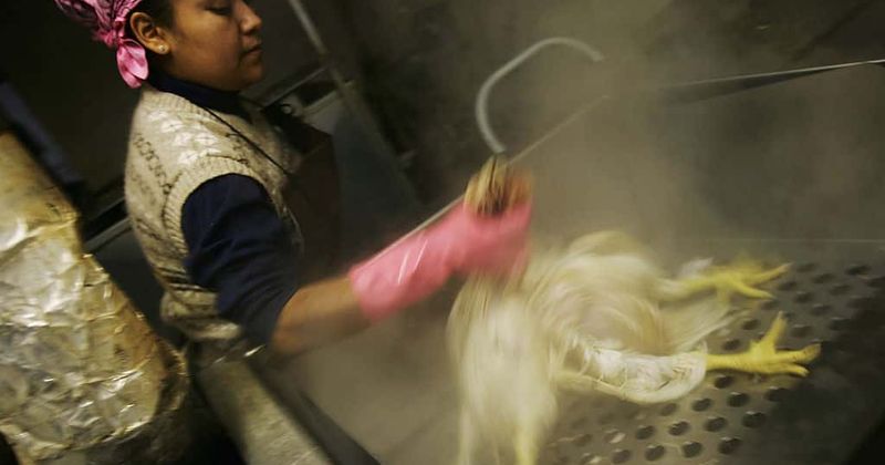 West's anger at China's wildlife trade is hypocritical if 'ticking bomb' of NYC wet markets remain operational