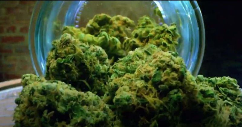 'Cooked With Cannabis': Culinary creativity and 'proper dosing' inspire fans to get high on cooking