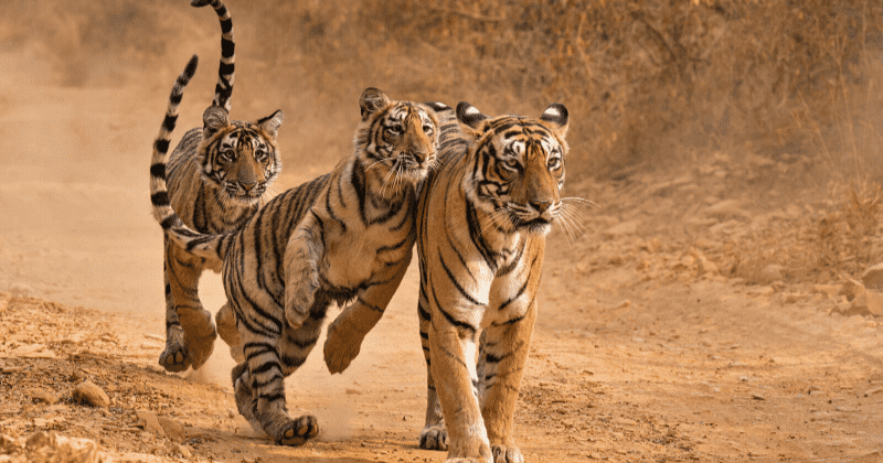4 tigers, 3 lions test positive for COVID-19 at Bronx Zoo three weeks after first big cat contracted virus