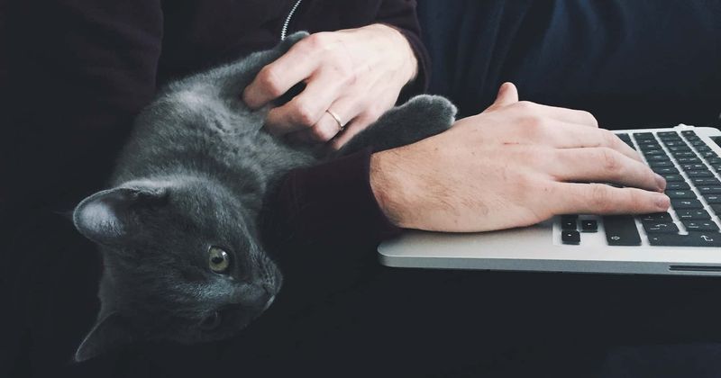 California official hurls cat across room and drinks beer during formal Zoom meeting, forced to quit