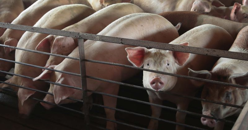 World's largest pork producer shuts fifth plant forcing pig farmers to euthanize animals