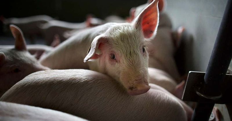 Thousands of piglets aborted every week, over 60k chickens gassed as restaurants remain shut amid pandemic