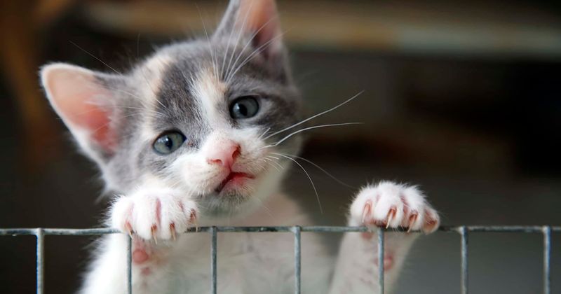 24 cats rescued in California from sweltering car which had reached temperature of 118 degrees
