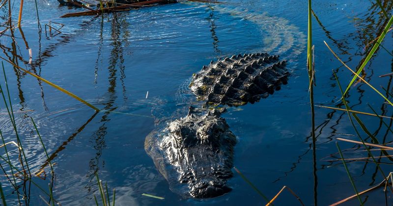 'I guess I won’t do this again': Last words of SC woman killed by alligator she was trying to touch
