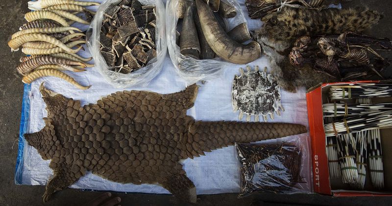 People are buying pangolins on social media despite links with Covid-19