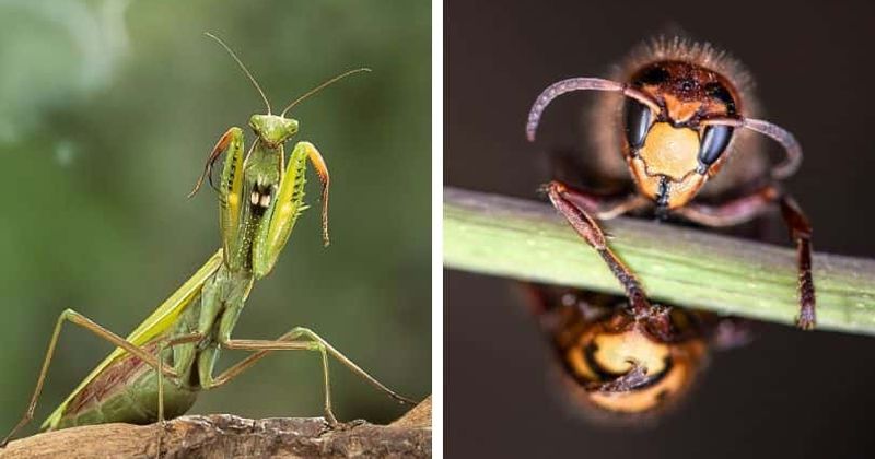 Praying mantis eats murder hornet alive in viral video, sparks hilarious reviews: 'Gives me hope for the future'